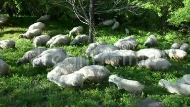 一群羊带着羊羔在绿树丛中的草坪上吃草